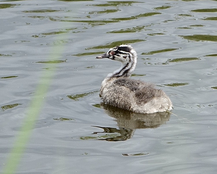 great crested grebe